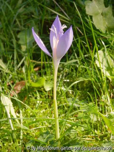 Crocus banaticus1