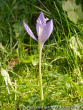 Crocus banaticus1