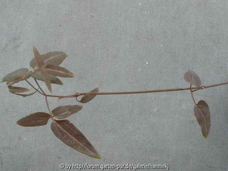 Clematis chinensis