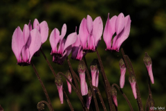 Cyclamen graecum 20120928 (1).jpg