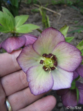 Helleborus brombeerfarbener Rand creme grün