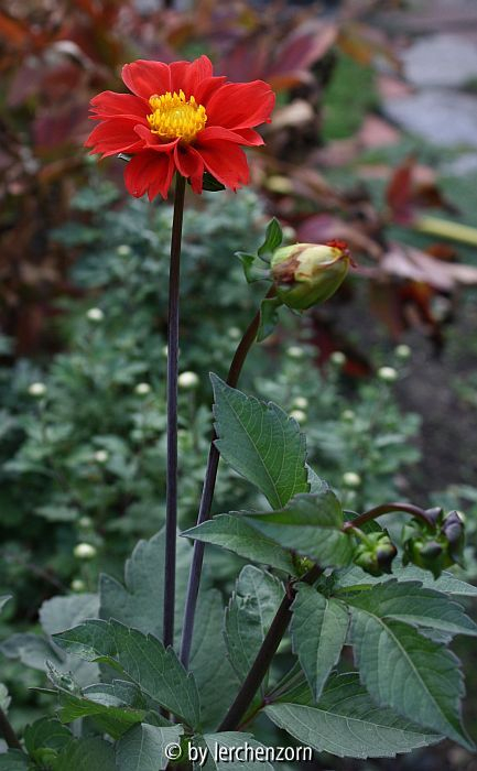 Dahlia (Absaat von Bishop of Llandaff), heller