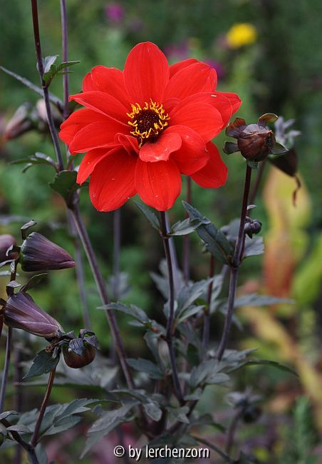 Dahlia Bishop of Llandaff