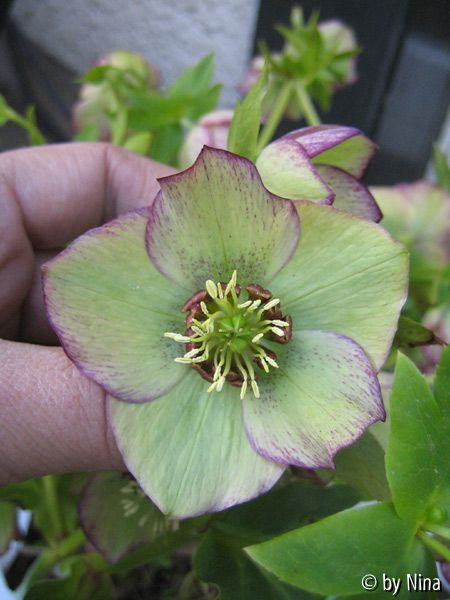 Helleborus brom_gruen