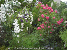 'Rosarium Uetersen'