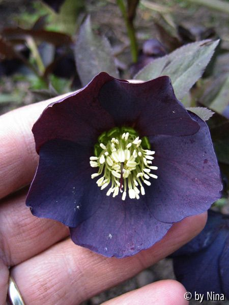 Helleborus aubergine-schwarz
