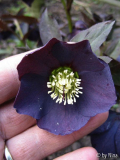 Helleborus aubergine-schwarz