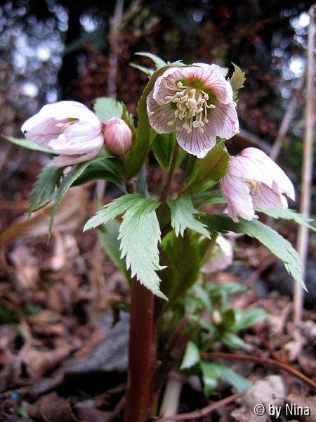 Helleborus thibetanus 5. März 2006