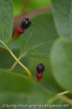Sassafras albidum Beeren