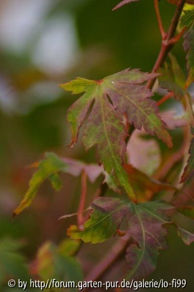 Acer palmatum Katsura