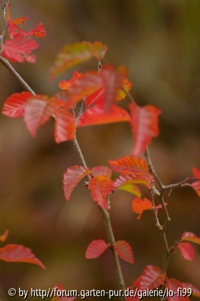 Carpinus turczaninovii
