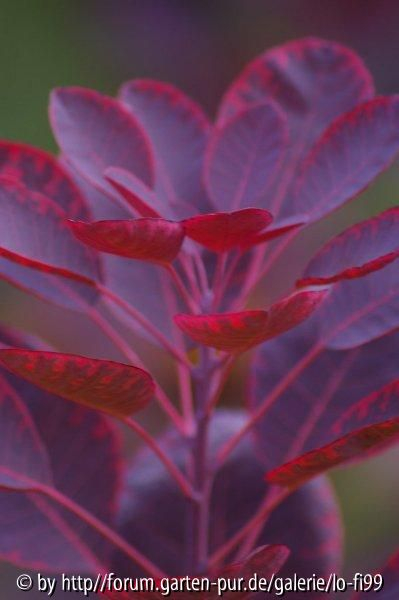 Cotinus rubrifolius