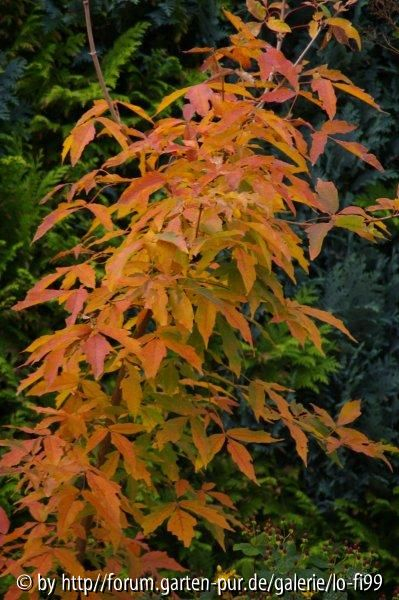 Acer triflorum