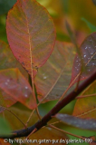 Cotinus obovatus
