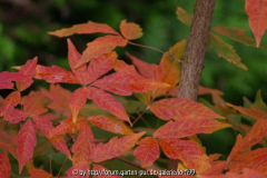 Acer triflorum 1