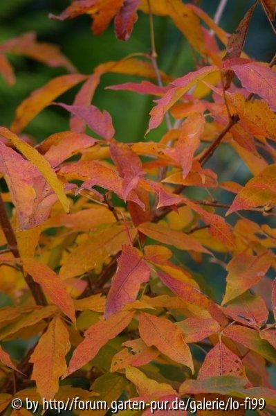 Acer triflorum 2