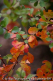 Berberis thunbergii
