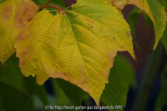 Acer pensylvanicum