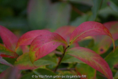 Abelia mosanensis