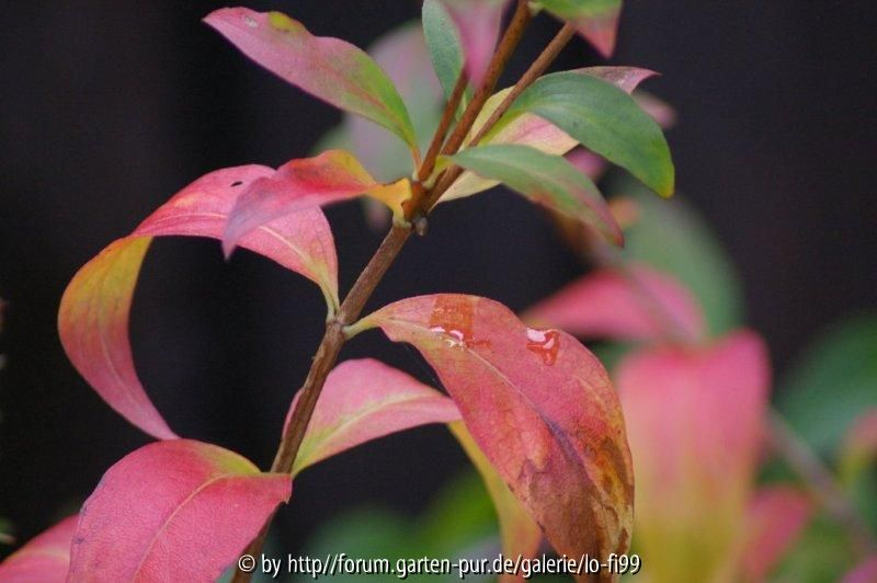 Abelia mosanensis 1