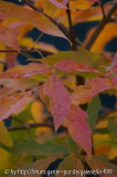 Acer triflorum 3