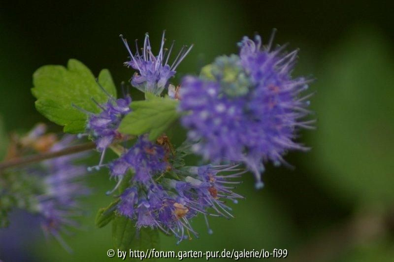 Caryopteris clandonensis