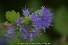Caryopteris clandonensis