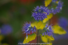 Caryopteris clandonensis 1