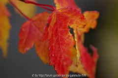 Acer buergerianum