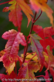 Acer buergerianum 1