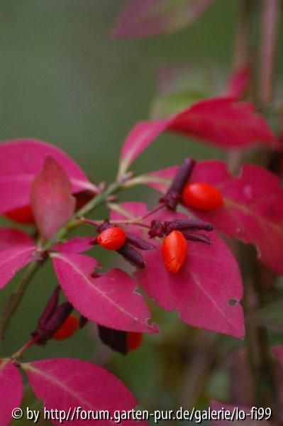 Euonymus alatus