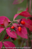Euonymus alatus