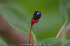 Sassafras albidum Beeren 1