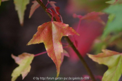 Acer buergerianum 2