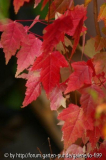 Acer buergerianum 3