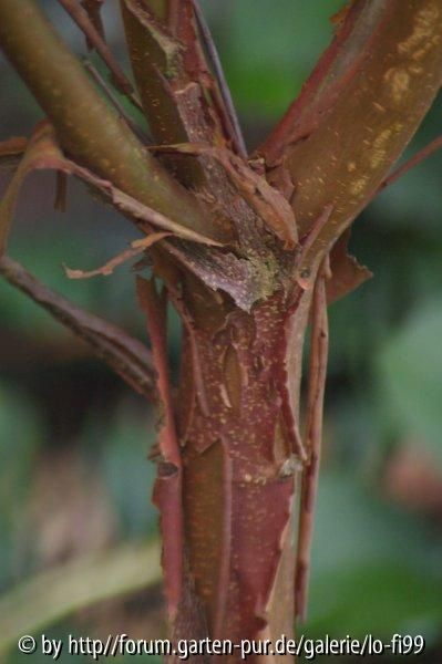 Acer griseum