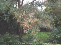 Kiefer wird im Herbst braun - Pilz?