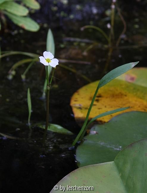 Baldellia ranunculoides