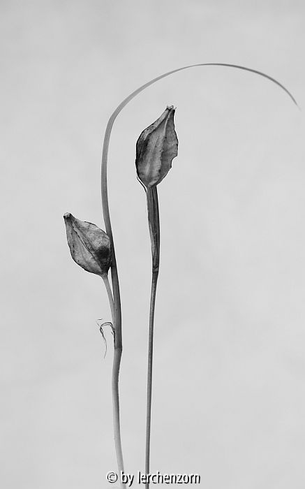 Iris graminea Fruchtstände