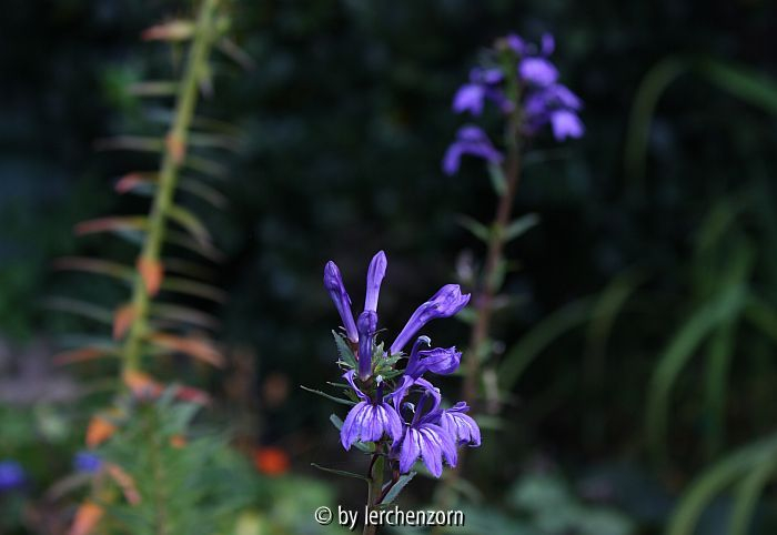 Lobelia sessilifolia