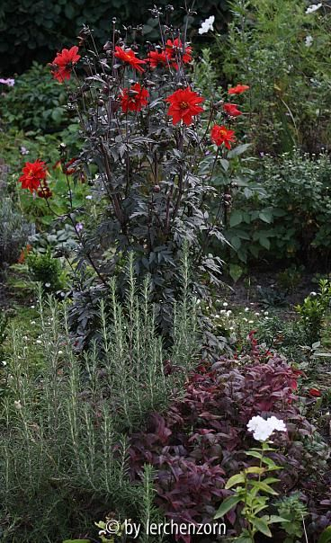 Dahlia Bishop of Llandaff, Monarda bradburiana und Rosmarinus Arp im Oktober