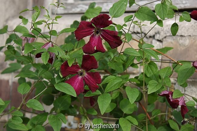 Clematis viticella Kermesina