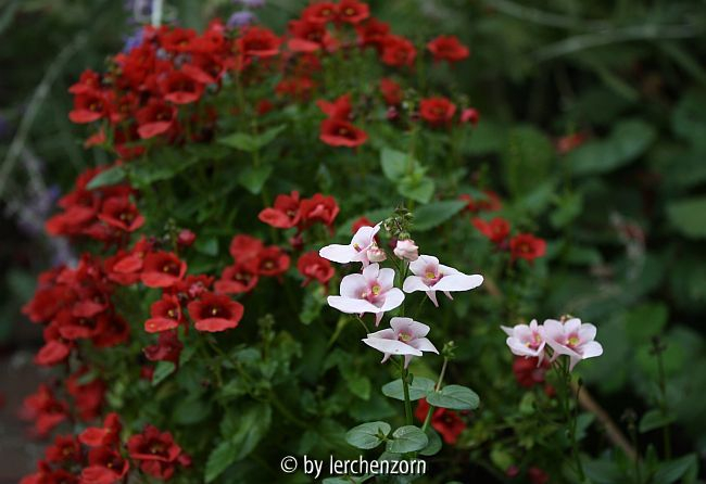 Diascia div. Cult.