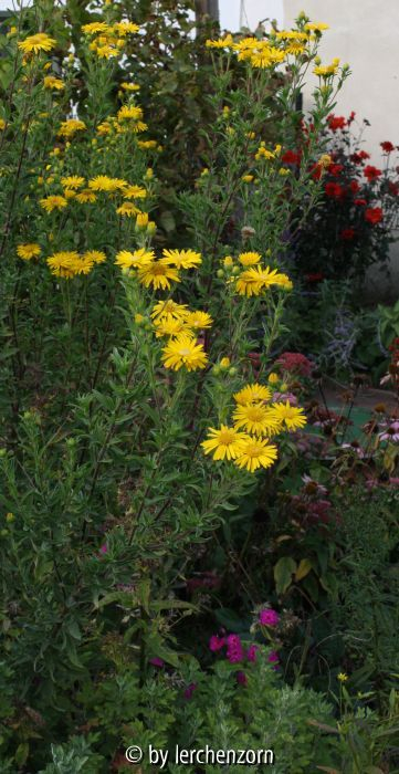 Heterotheca speciosa