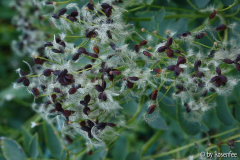 Samenstand einer Clematis