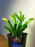 Schlumbergera x exotica II
