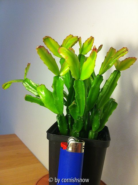 Schlumbergera x exotica I