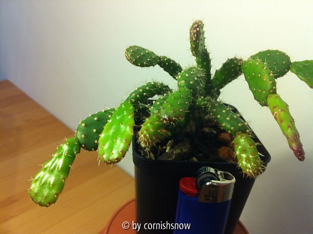 Schlumbergera opuntioides II
