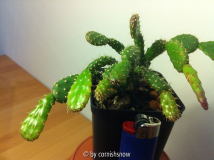 Schlumbergera opuntioides II