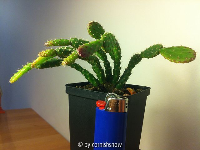 Schlumbergera opuntioides I